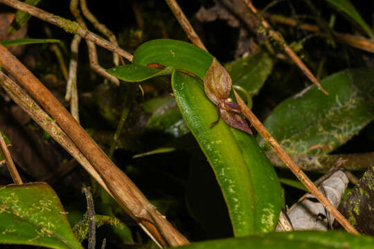 Image de Pleurothallis macra Lindl.