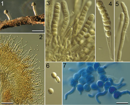 Image of Roesleria subterranea (Weinm.) Redhead 1985