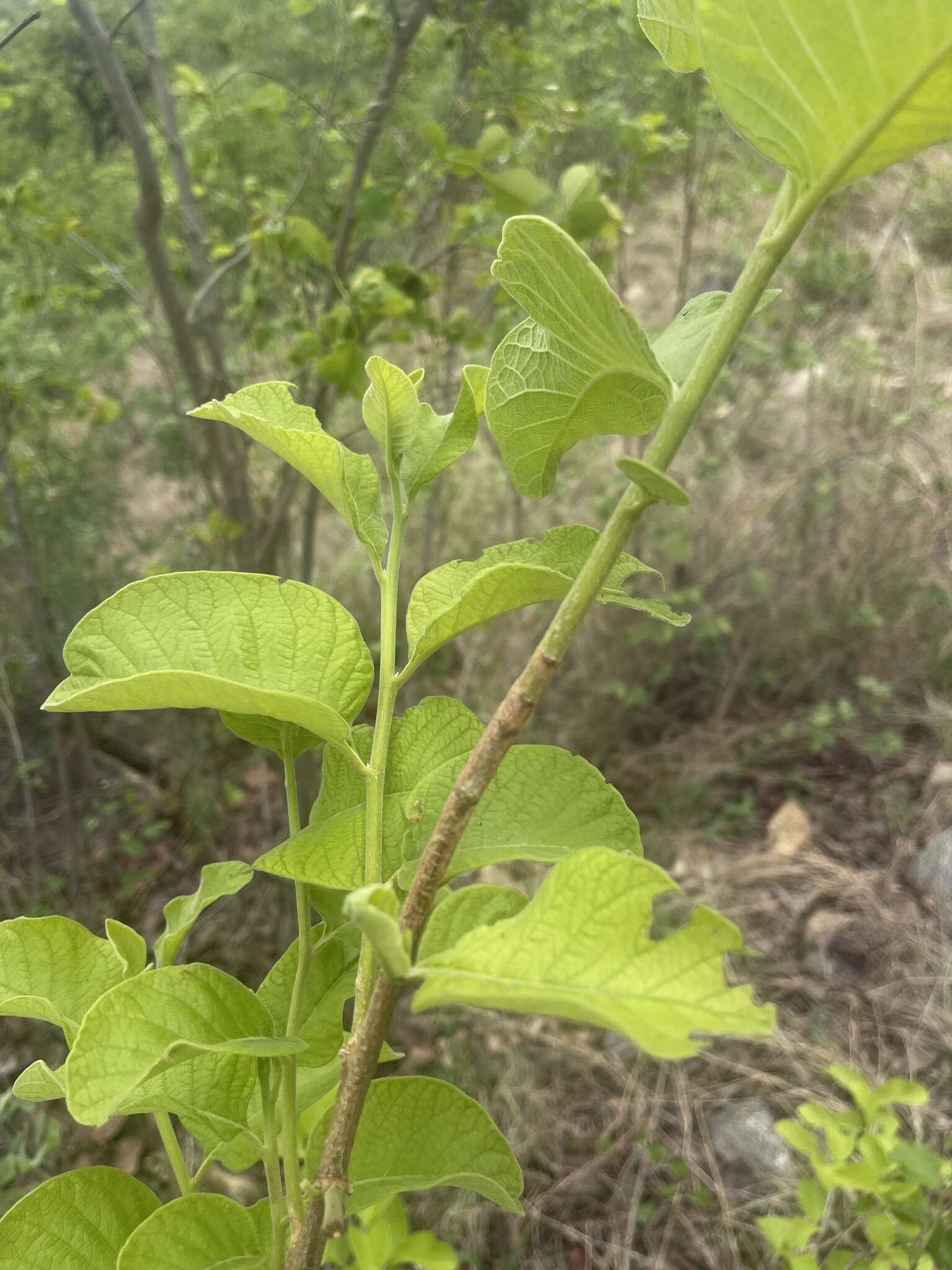 Image of Bushveld honeysuckle-tree