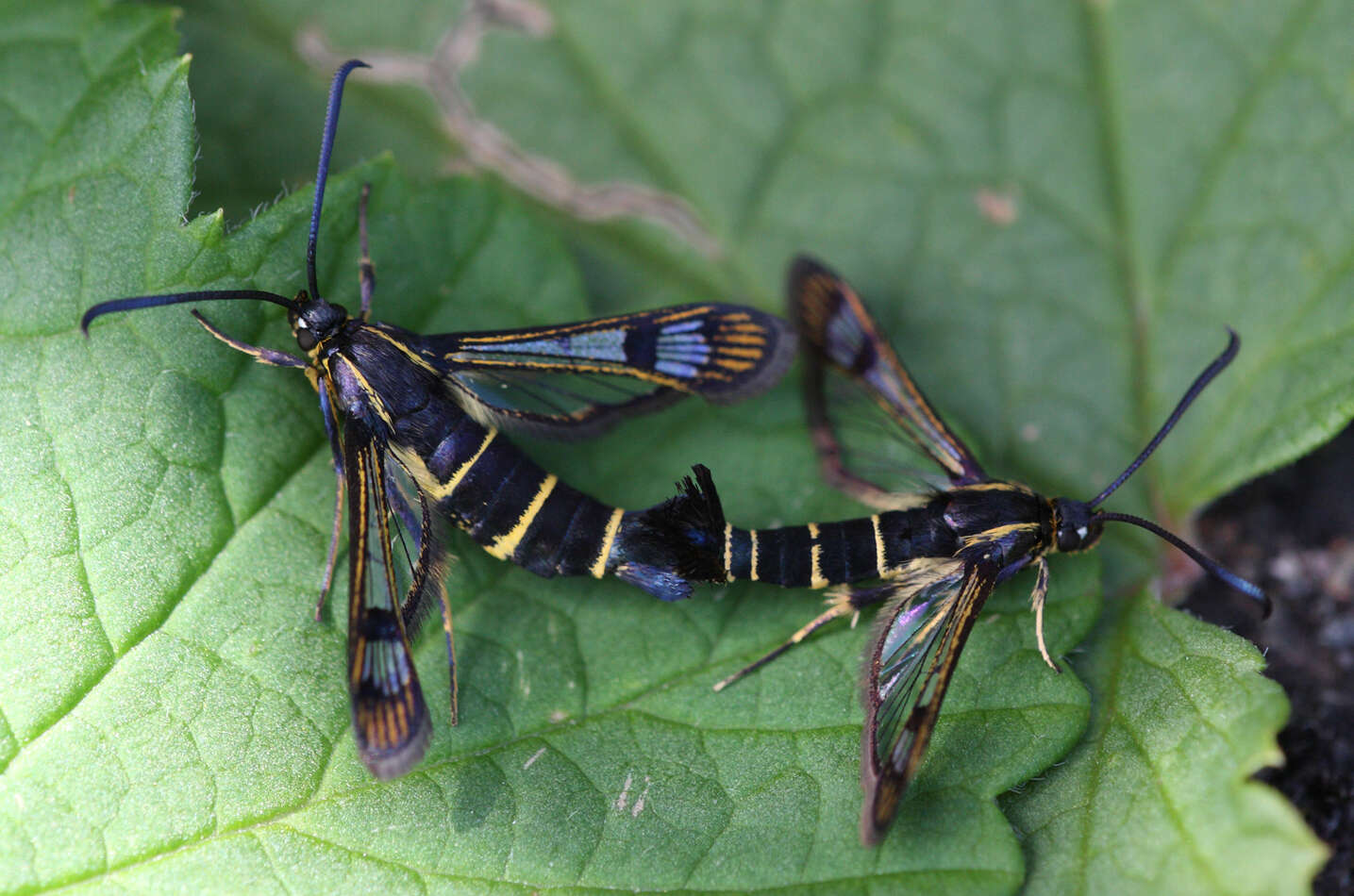 Image of currant and gooseberry borer