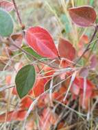 Cotoneaster acutifolius Turcz. resmi