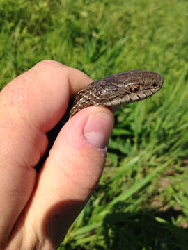 Image of Prairie Kingsnake