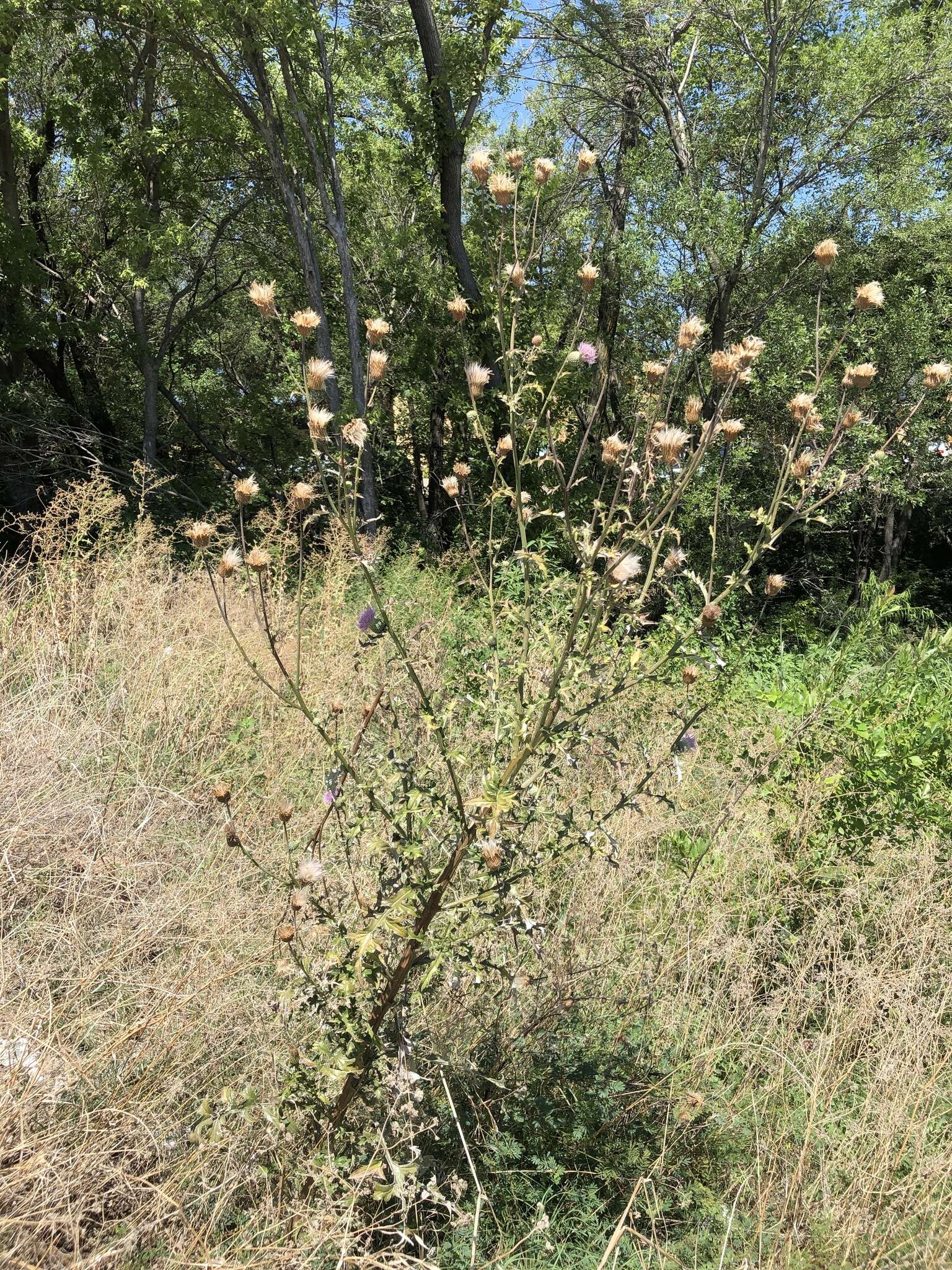 Cirsium engelmannii Rydb.的圖片