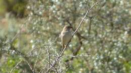 Sivun Emberiza impetuani impetuani Smith & A 1836 kuva