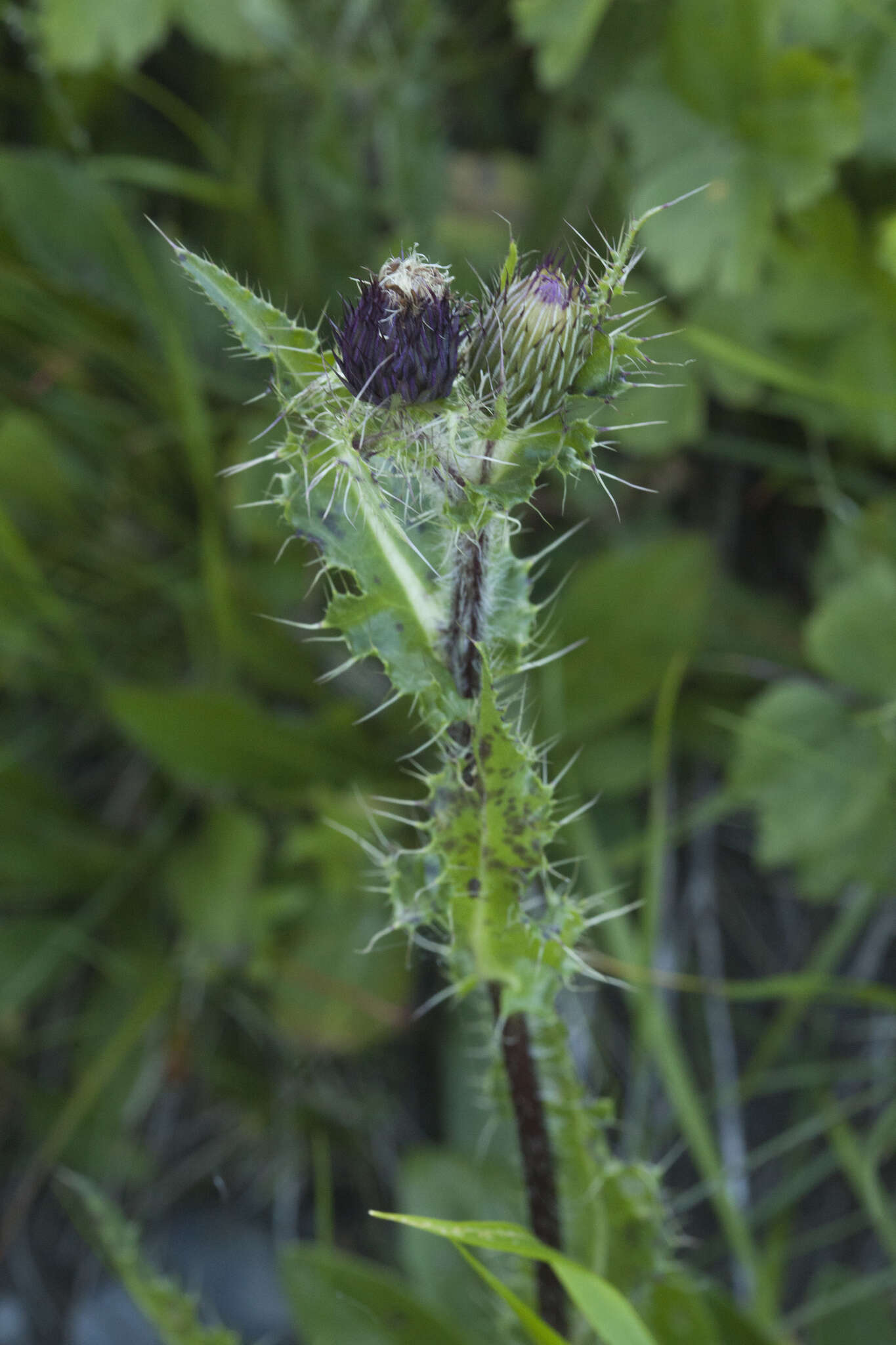 Imagem de Cirsium simplex C. A. Mey.