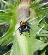 Image of Phidippus princeps pulcherrimus Keyserling 1885