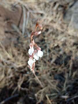 Image of <i>Schiedeella transversalis</i>