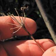 Image of narrowleaf wild leek