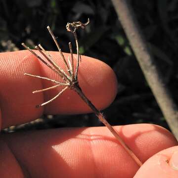 Sivun Allium tricoccum var. burdickii Hanes kuva