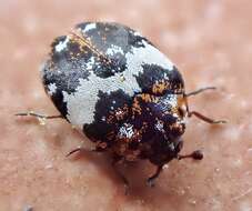 Image of Dermestid beetle