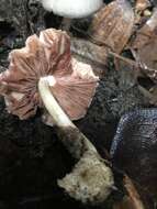 Image of straw mushroom