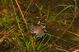 Pseudacris nigrita (Le Conte 1825) resmi