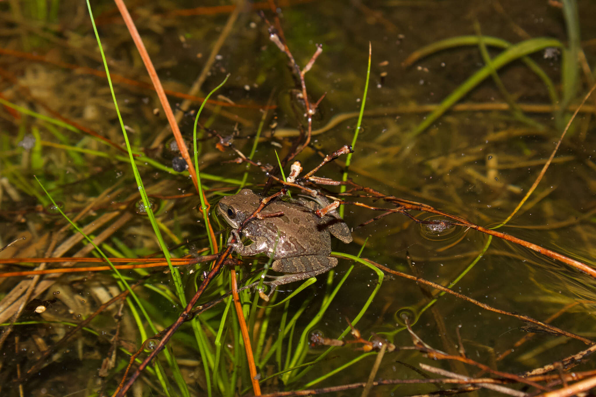 Image of Southern Chorus Frog