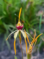 Image of Clubbed spider orchid