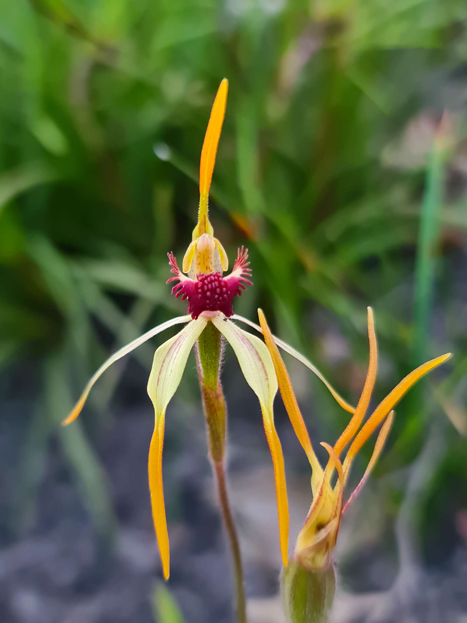 Image of Clubbed spider orchid