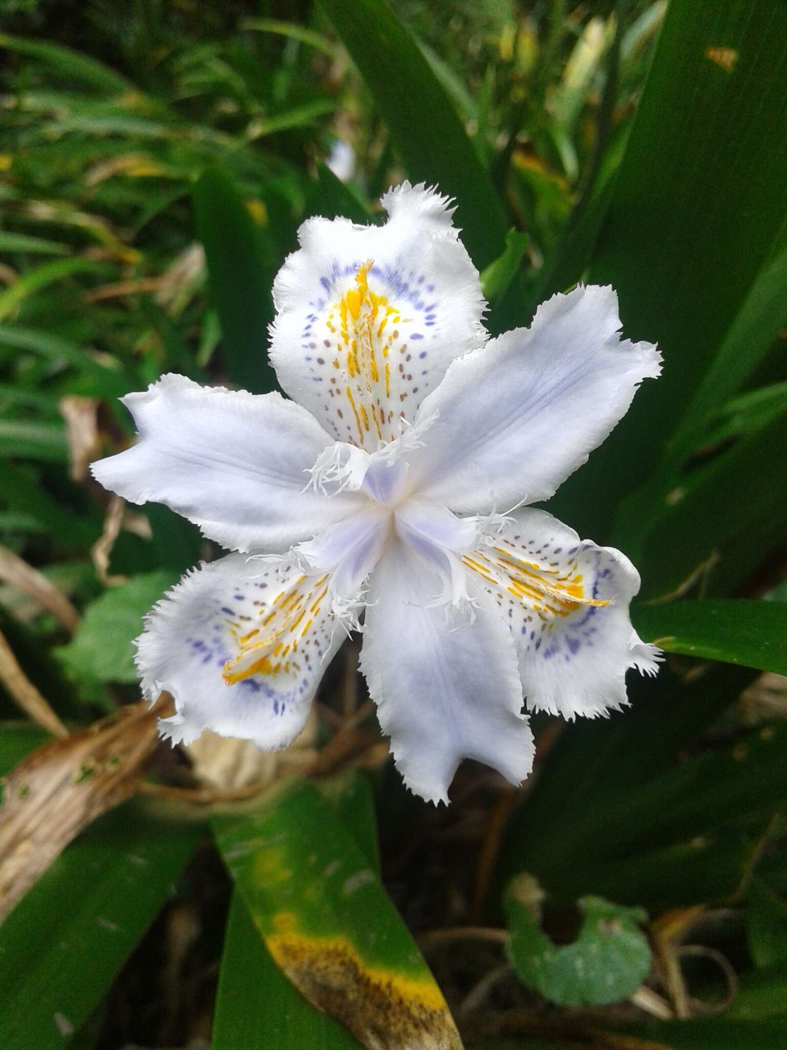 Sivun Iris japonica Thunb. kuva