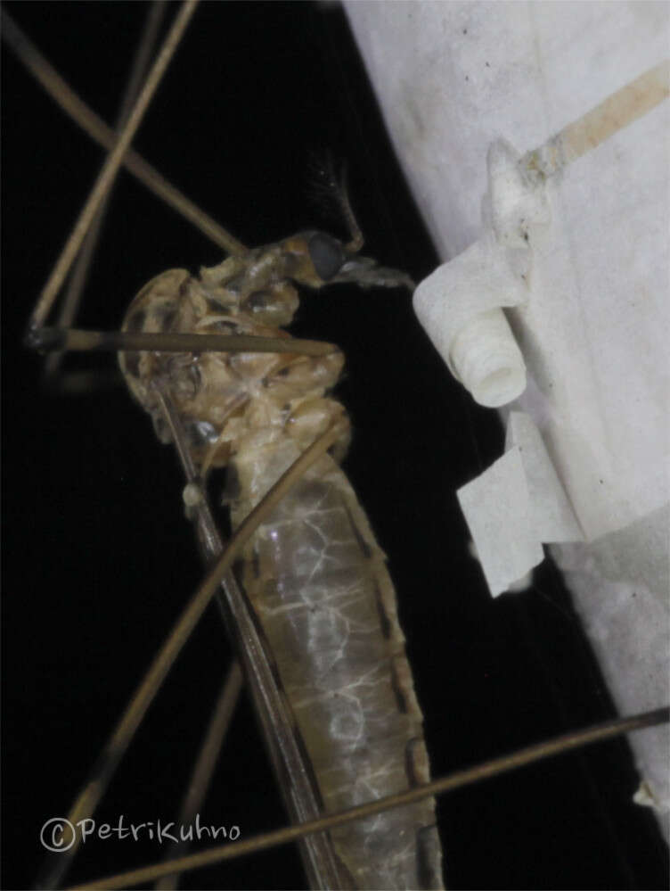 Image of Metalimnobia (Metalimnobia) quadrimaculata (Linnaeus 1760)