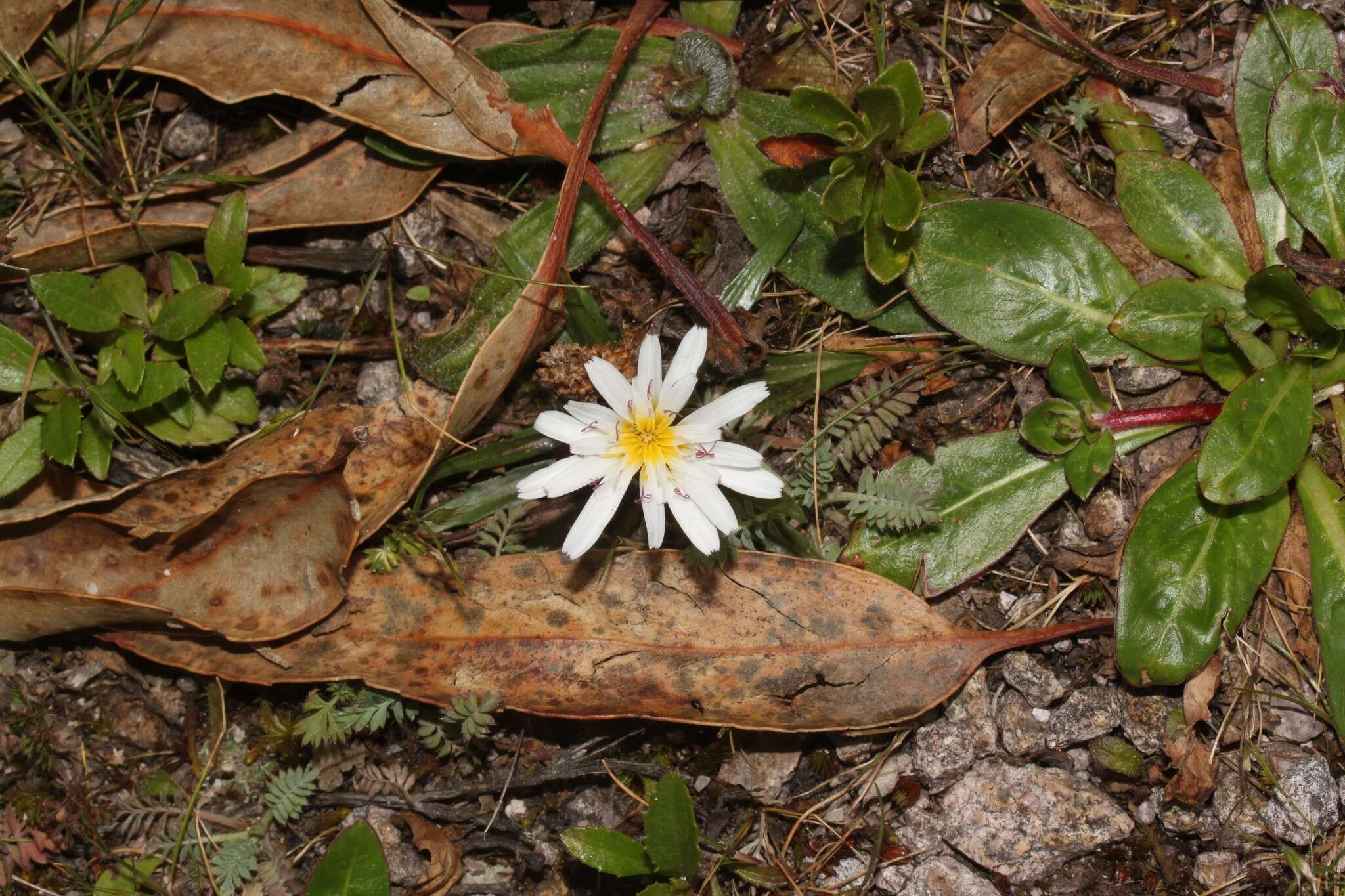 Image of Hypochaeris taraxacoides (Meyen & Walp.) Ball