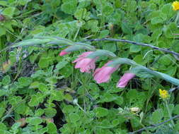 Image of Gladiolus ochroleucus Baker