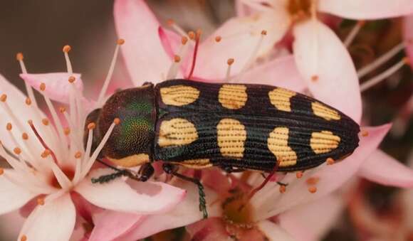 Image of Castiarina decemmaculata (Kirby 1818)