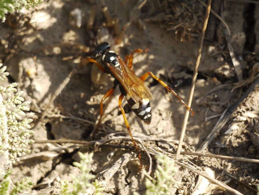 Слика од Cryptocheilus variabilis (Rossi 1790)