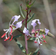 Sivun Clarkia tembloriensis Viasek kuva