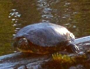 Image of slider turtle, red-eared terrapin, red-eared slider