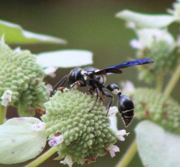 Слика од Zethus spinipes variegatus de Saussure 1852