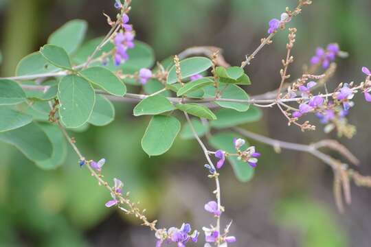 Sivun Desmodium purpusii Brandegee kuva