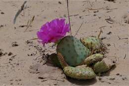 Image of beavertail pricklypear