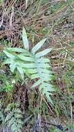 Image of Selliguea echinospora (Tag.) Fraser-Jenk.