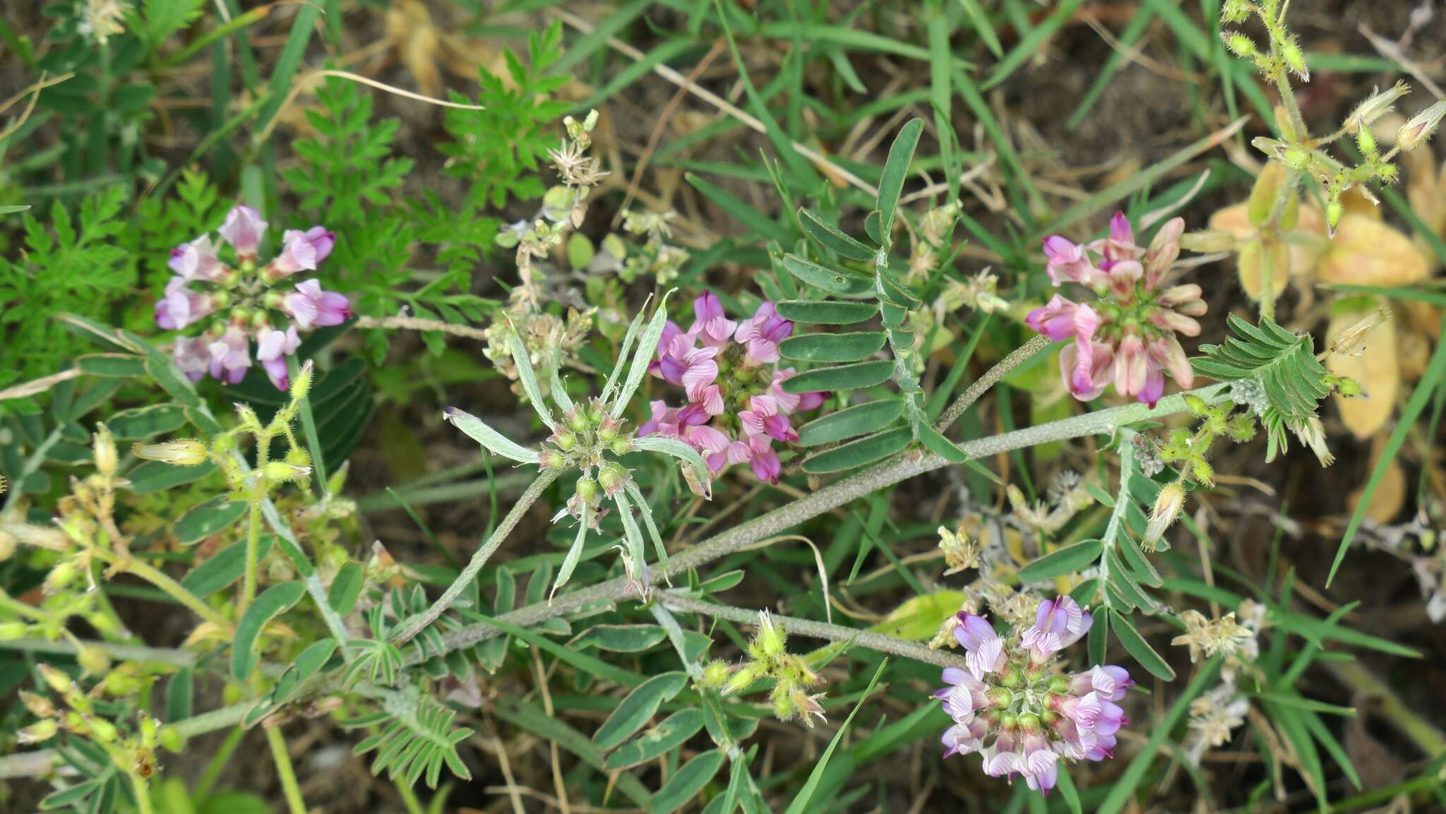 Image of Lessertia stenoloba E. Mey.