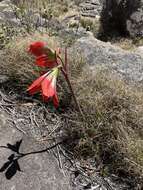 Imagem de Hippeastrum morelianum Lem.