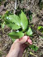 Image de Celastrus subspicatus Hook.