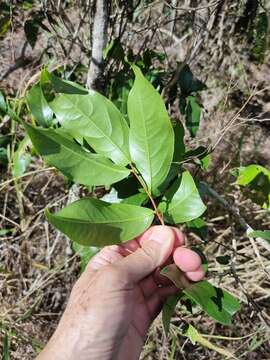 Image de Celastrus subspicatus Hook.