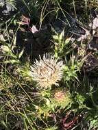 Imagem de Cirsium quercetorum (A. Gray) Jepson