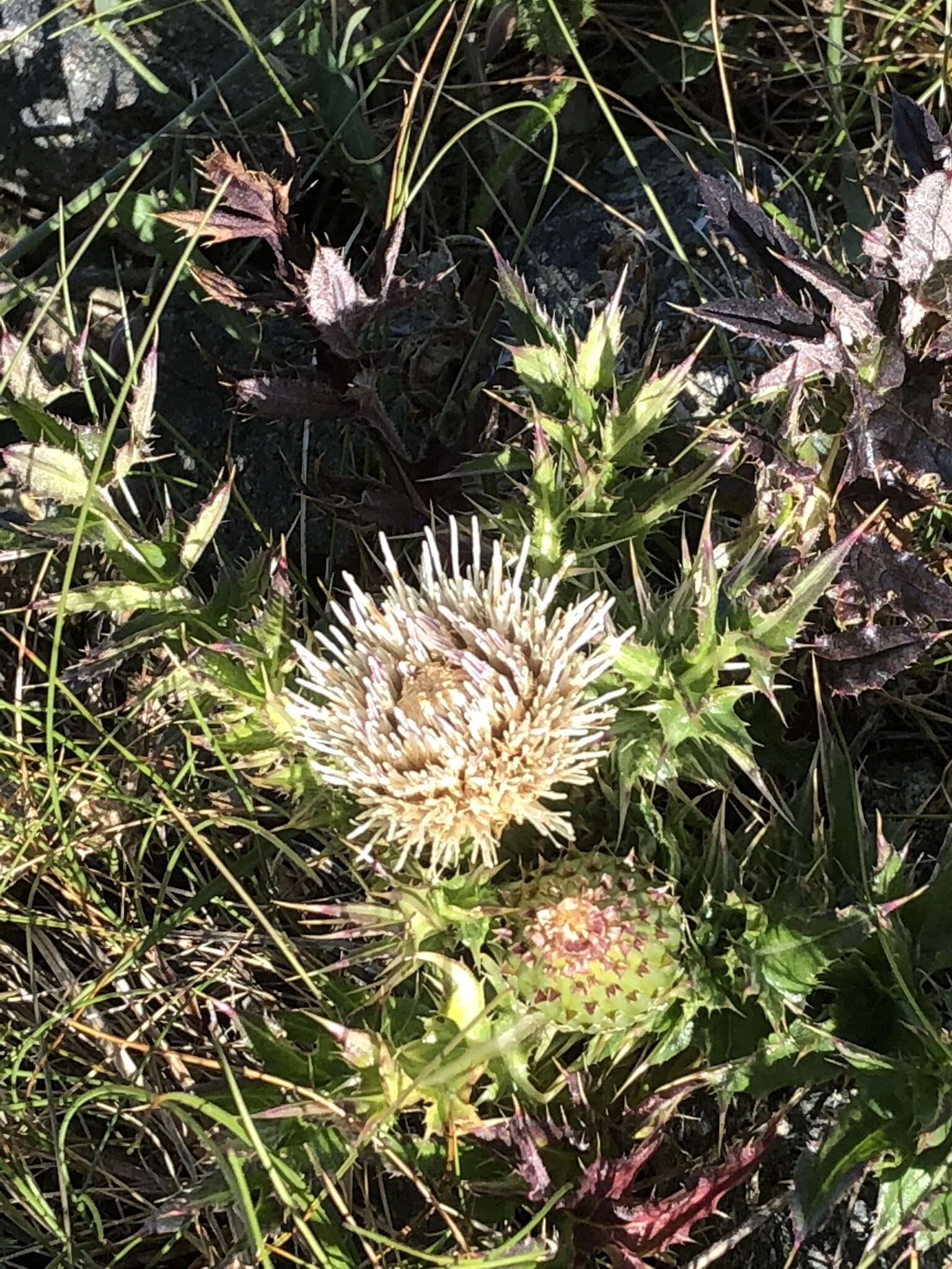 Image of Alameda County thistle