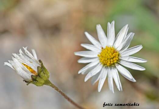 Image of Bellis annua subsp. minuta (DC.) R. D. Meikle