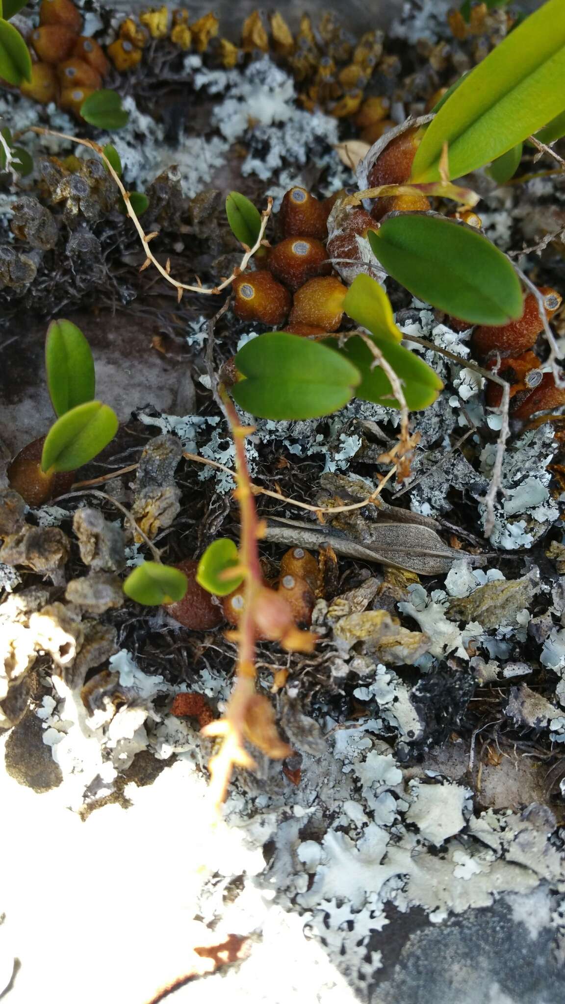 Bulbophyllum baronii Ridl.的圖片