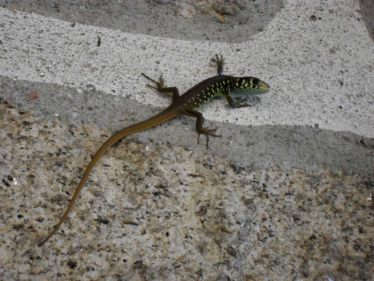 Image of Iberian Emerald Lizard