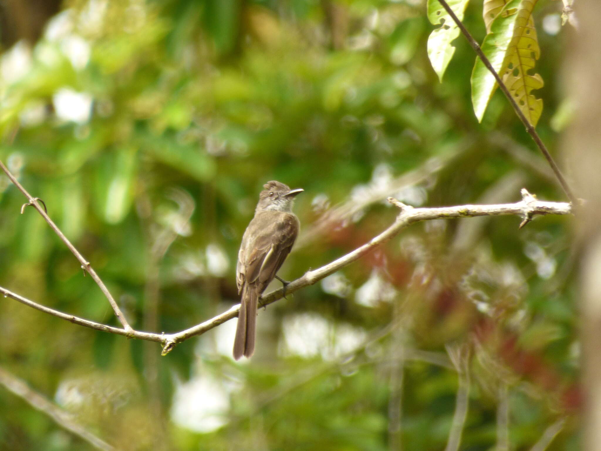 Image of Short-crested Flycatcher