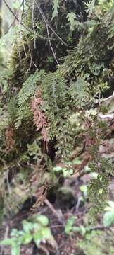 Image of Hymenophyllum tortuosum Hook. & Grev.