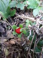 Image of Potentilla wallichiana Ser.