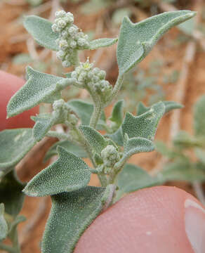 Chenopodium incanum (S Wats.) Heller的圖片