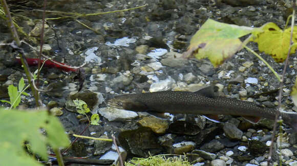 Image of Bull Trout