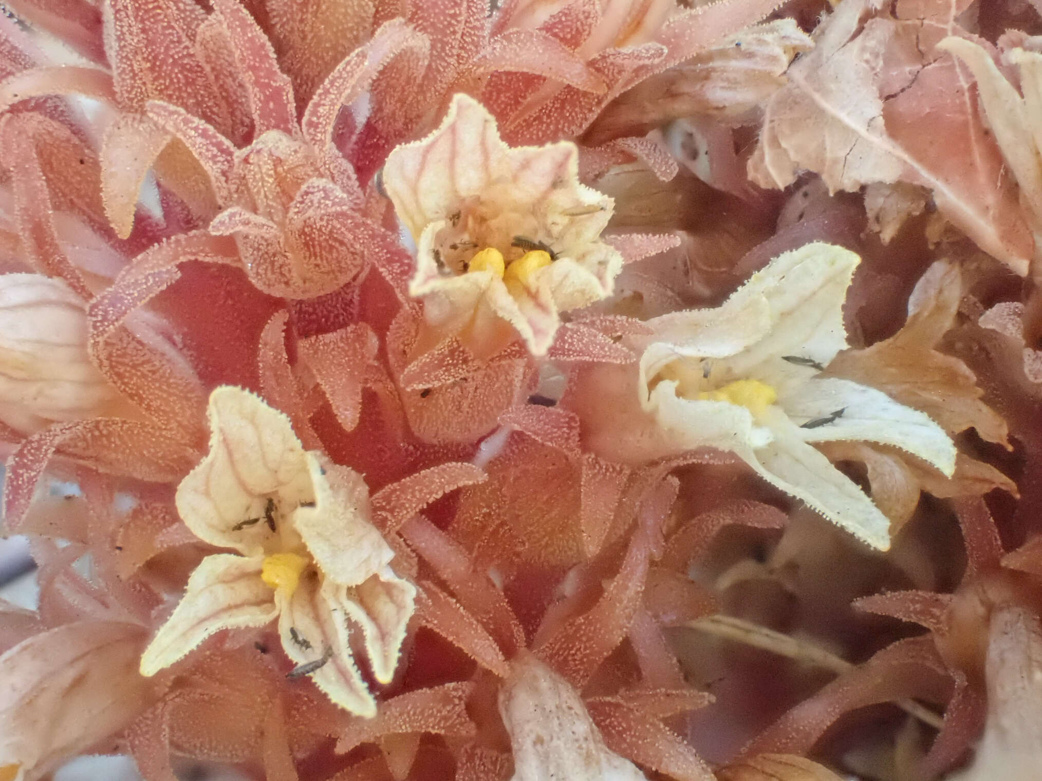 Image of hillside broomrape