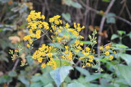 Image de Munnozia hastifolia (Poepp. & Endl.) H. Rob. & Brettell