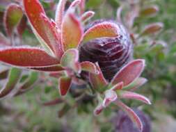 Image of Leucadendron radiatum Phillips & Hutchinson