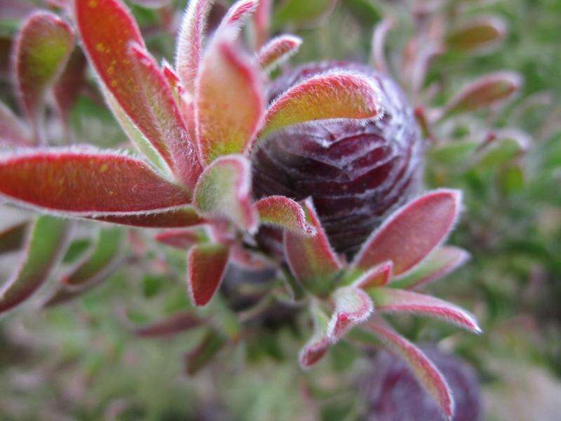 Image of Leucadendron radiatum Phillips & Hutchinson