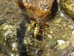 Image of Western Paper Wasp